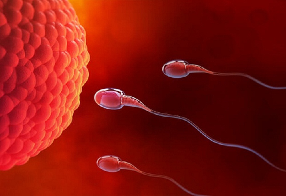 Infertility Workup